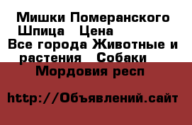 Мишки Померанского Шпица › Цена ­ 60 000 - Все города Животные и растения » Собаки   . Мордовия респ.